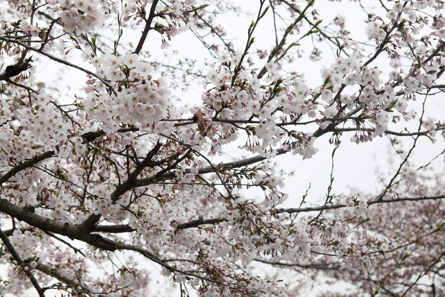 樱花 樱花