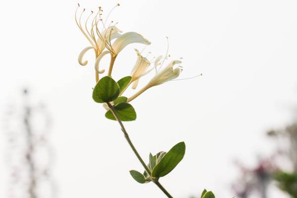 金银花的优劣区别 金银花的优劣区别