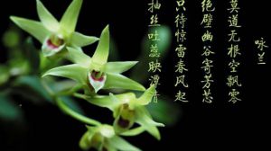 怎么欣赏兰花