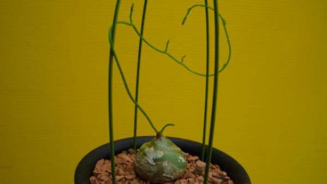 大苍角殿如何种植 大苍角殿如何种植