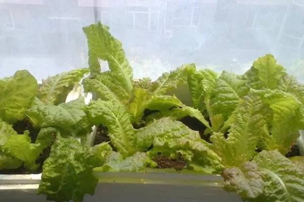 泡沫箱种菜有毒?会致癌?是真的吗? 泡沫箱种菜有毒?会致癌?是真的吗?