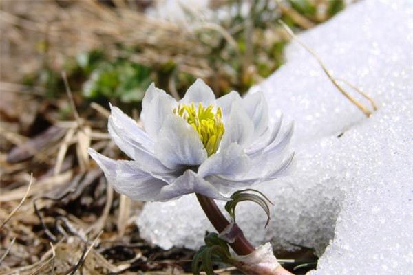 雪莲花图片欣赏 雪莲花图片欣赏