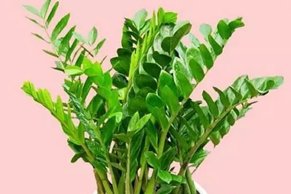 绿萝发财树...68种花养护大全,够用一辈子 绿萝发财树...68种花养护大全,够用一辈子