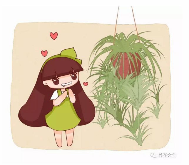 想把绿萝吊兰养成瀑布?隔壁老王2个月就做到了! 想把绿萝吊兰养成瀑布?隔壁老王2个月就做到了!