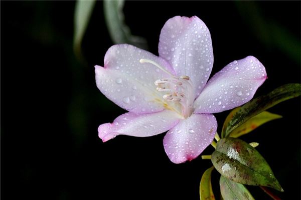 马银花的养护方法及注意事项 马银花的养护方法及注意事项