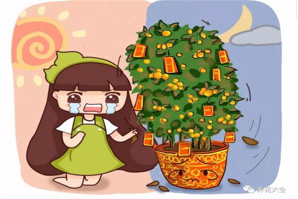 叶子发黄怎么办?这么一治绿得能滴油! 叶子发黄怎么办?这么一治绿得能滴油!