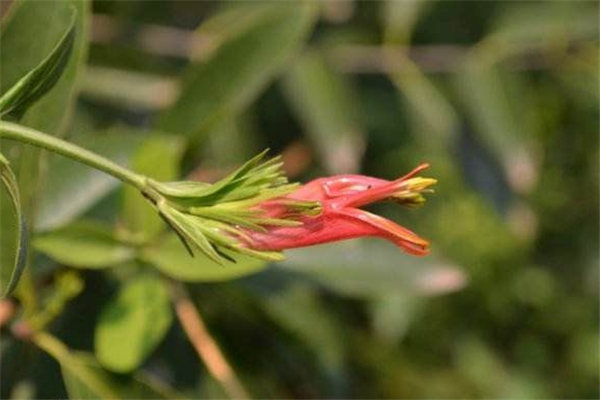 鳄嘴花怎么繁殖 鳄嘴花怎么繁殖