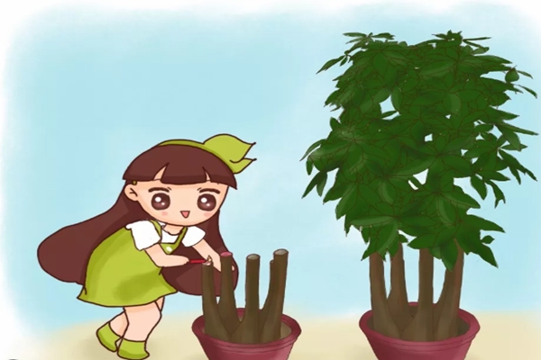 黄叶快死的花,滴上两滴蜡,新芽呼呼冒! 黄叶快死的花,滴上两滴蜡,新芽呼呼冒!