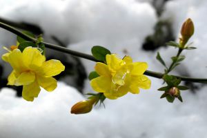 如何延长迎春花花期