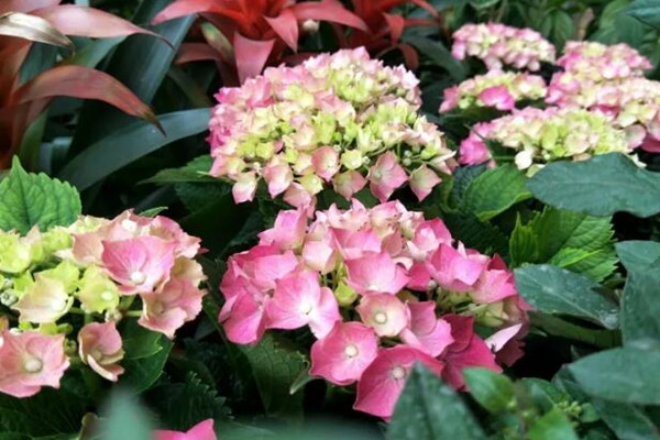 养花太麻烦?只学1招,躺着都能养爆盆! 养花太麻烦?只学1招,躺着都能养爆盆!