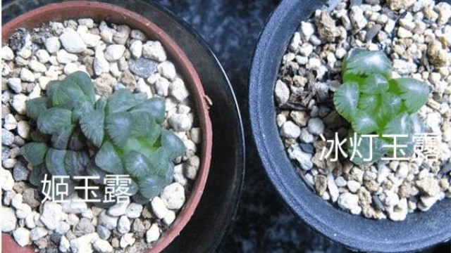 姬玉露与冰灯玉露的区别 姬玉露与冰灯玉露的区别