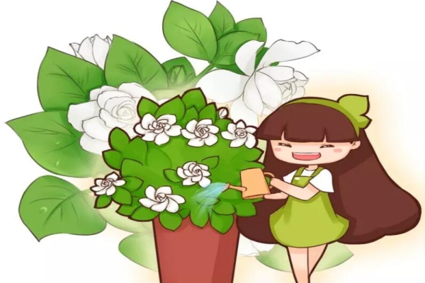 栀子3个月变老桩,根壮叶绿花满枝,给多少钱都不卖! 栀子3个月变老桩,根壮叶绿花满枝,给多少钱都不卖!