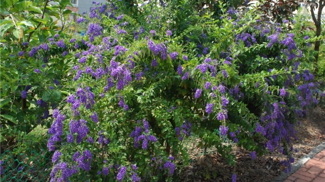 金露花的养殖方法 金露花的养殖方法