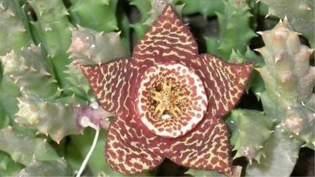 豹皮花怎么养 豹皮花怎么养