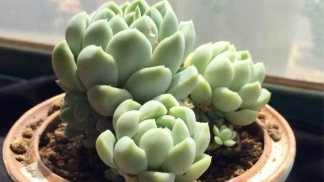厚叶月影的养殖方法 厚叶月影的养殖方法