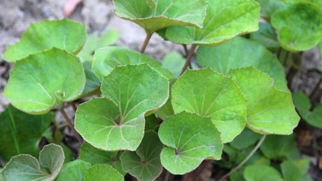 大吴风草的养殖方法 大吴风草的养殖方法