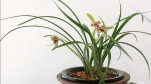 怎么养兰花容易开花