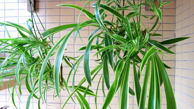 什么植物吸收甲醛最好 什么植物吸收甲醛最好