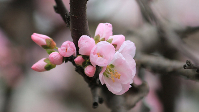 杏花和桃花的区别 杏花和桃花的区别