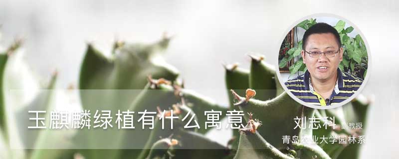 玉麒麟绿植有什么寓意 玉麒麟绿植有什么寓意
