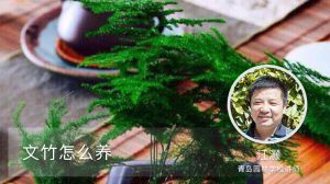 文竹怎么养