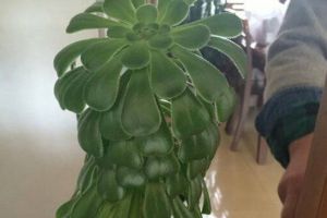 冬天之前，给花浇点“它”，土壤不结块儿，植物长得旺