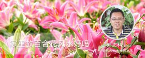 家里放百合花风水好吗