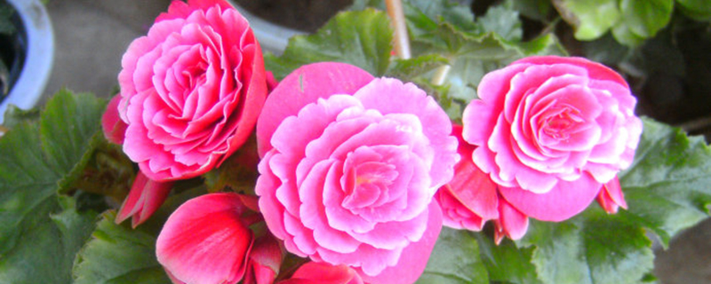 秋冬季节如何给花卉修剪? 秋冬季节如何给花卉修剪?