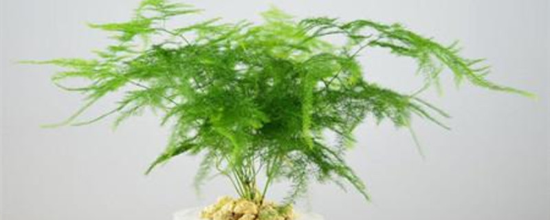 文竹冬天怎么浇水 文竹冬天怎么浇水