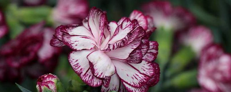 给老师送花送什么花 给老师送花送什么花