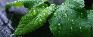 家里养薄荷风水好不好