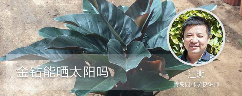 金钻能晒太阳吗,怕阳光吗 金钻能晒太阳吗,怕阳光吗