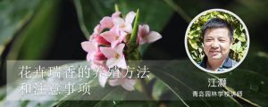 花卉瑞香的养殖方法和注意事项