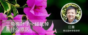 三角梅叶子一碰就掉是什么原因