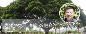 给榕树换土加什么肥料