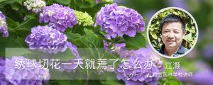 绣球切花一天就蔫了怎么办