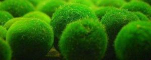 海里的植物有什么