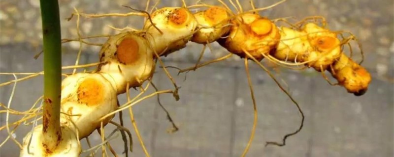 黄精价格 黄精价格