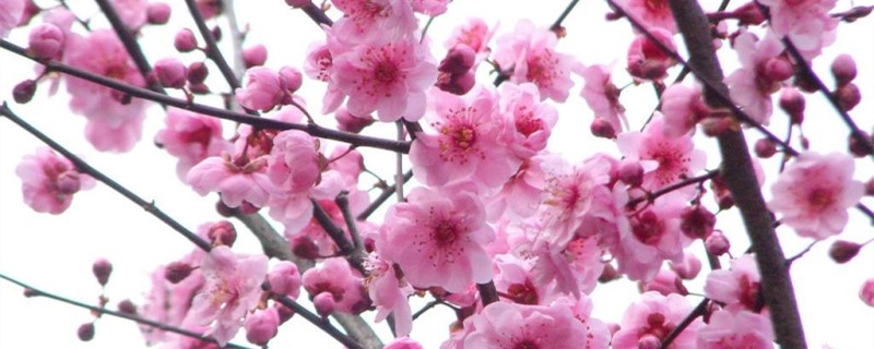 梅花如何过冬