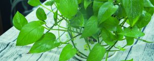 家里能不能养绿萝