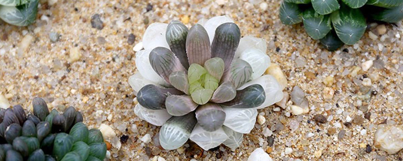 什么植物可以闷养 什么植物可以闷养