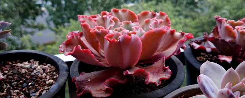 女王花笠的养殖方法和注意事项 女王花笠的养殖方法和注意事项