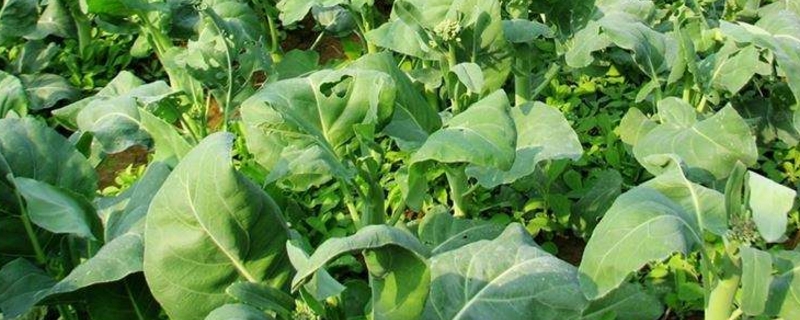 芥蓝的养殖方法和注意事项 芥蓝的养殖方法和注意事项