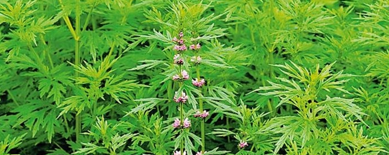 益母草的养殖方法和注意事项 益母草的养殖方法和注意事项