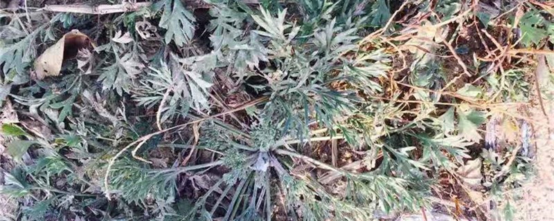 茵陈的养殖方法和注意事项 茵陈的养殖方法和注意事项