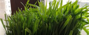 韭菜黄叶的原因和处理办法