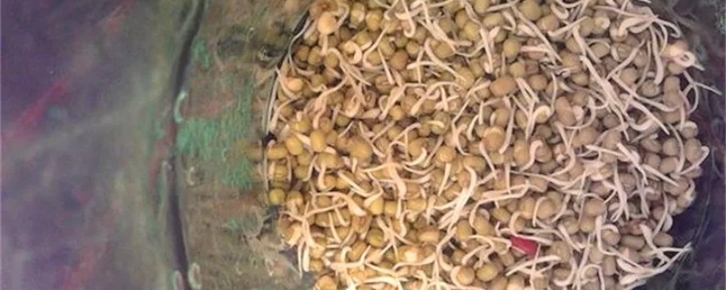 怎么生豆芽,有什么注意事项 怎么生豆芽,有什么注意事项