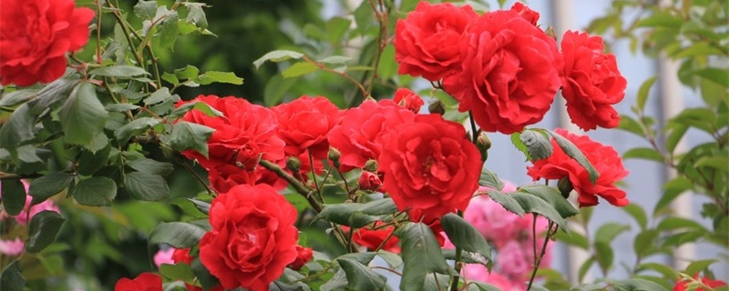 天津适合养什么花,市花和市树是什么 天津适合养什么花,市花和市树是什么