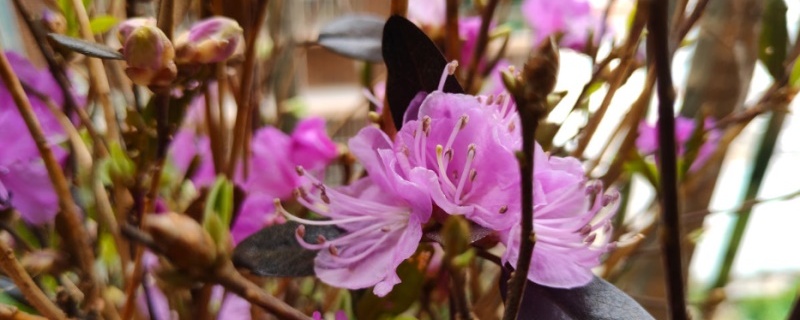 伊春适合养什么花,市花和市树是什么 伊春适合养什么花,市花和市树是什么