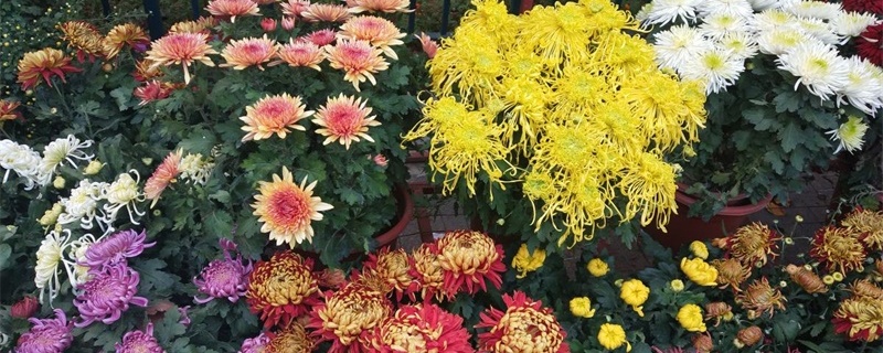 德州适合养什么花,市花和市树是什么 德州适合养什么花,市花和市树是什么